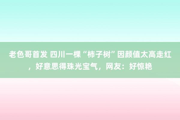 老色哥首发 四川一棵“柿子树”因颜值太高走红，好意思得珠光宝气，网友：好惊艳